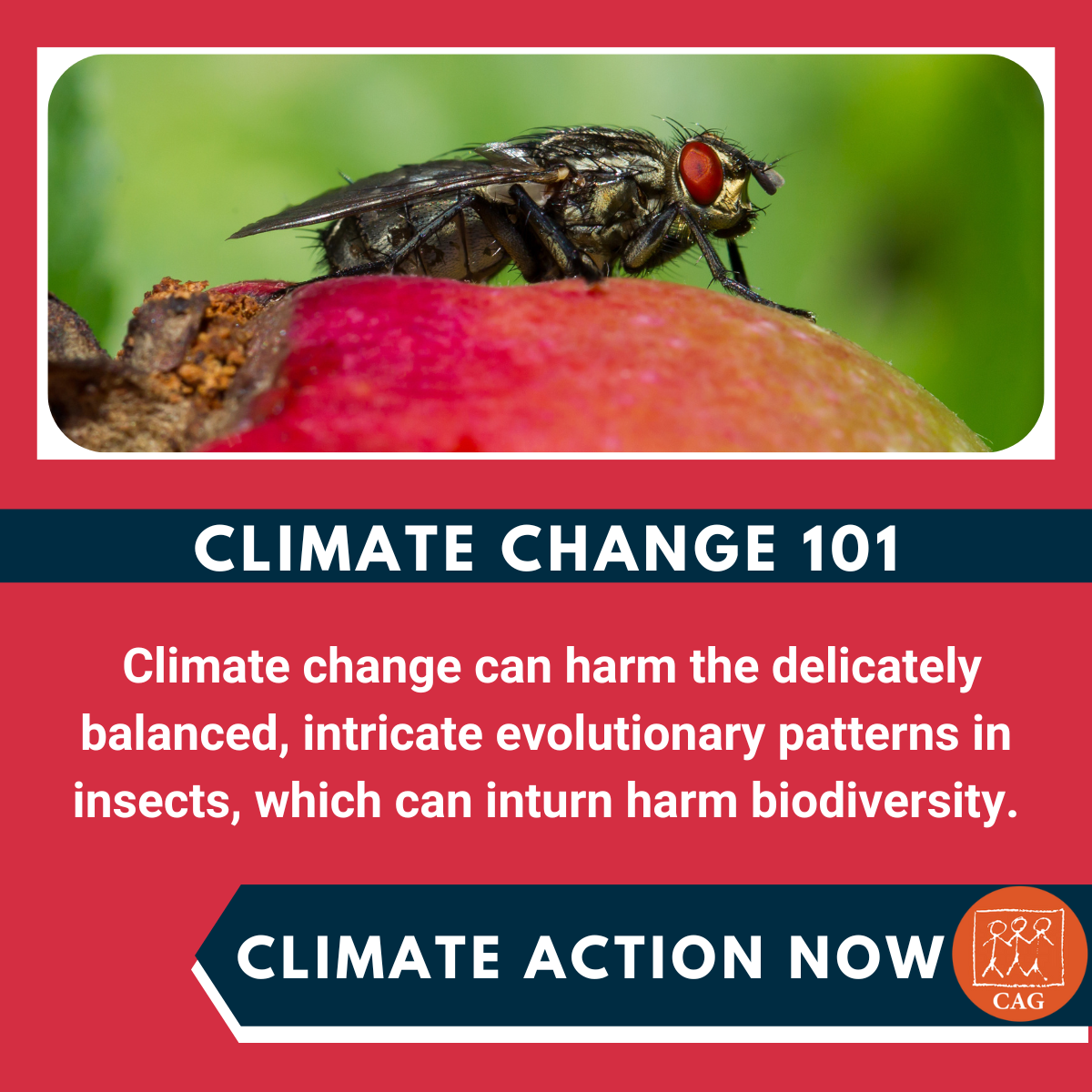 Climate Change Impact on insects evolution Climate Connection